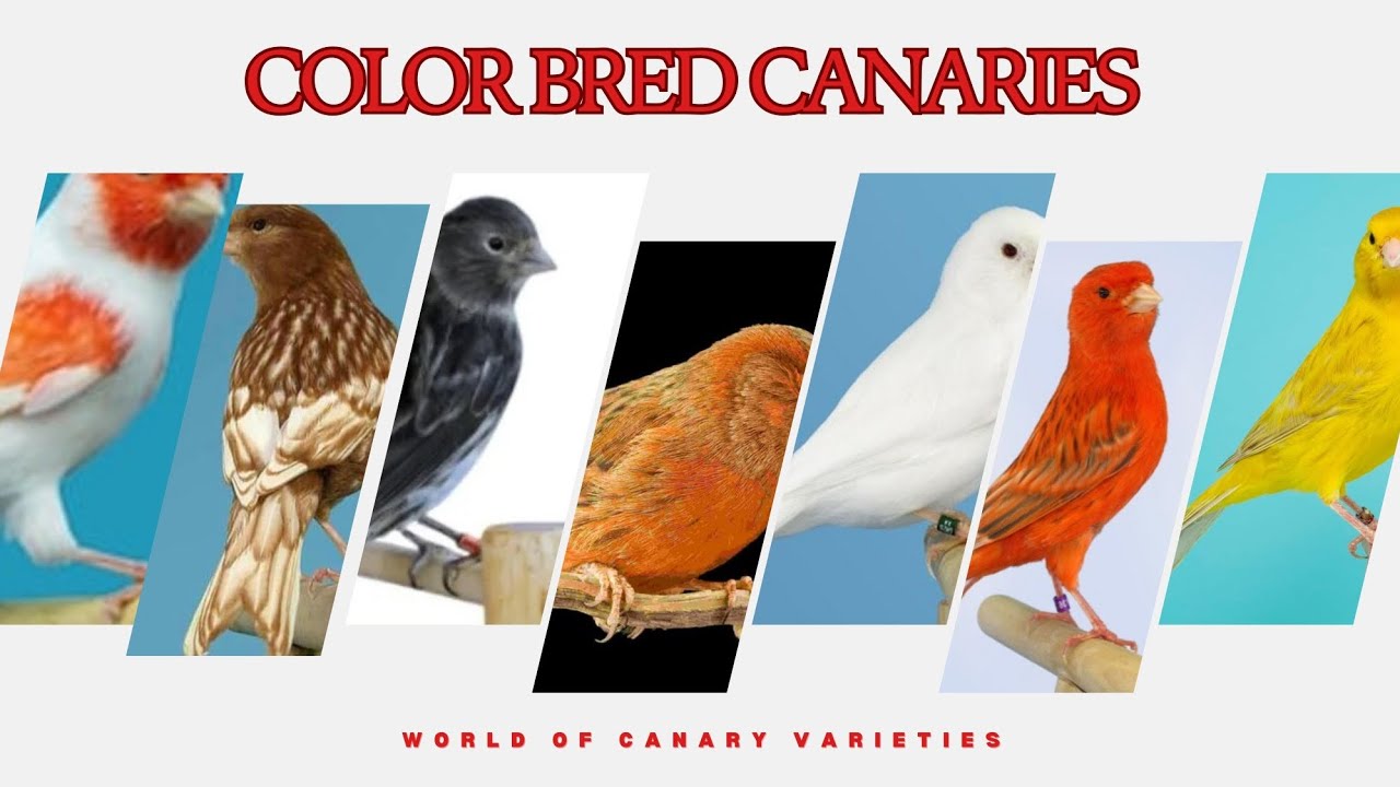 Color Bred Canaries: A Rainbow of Feathers ( part 2 )