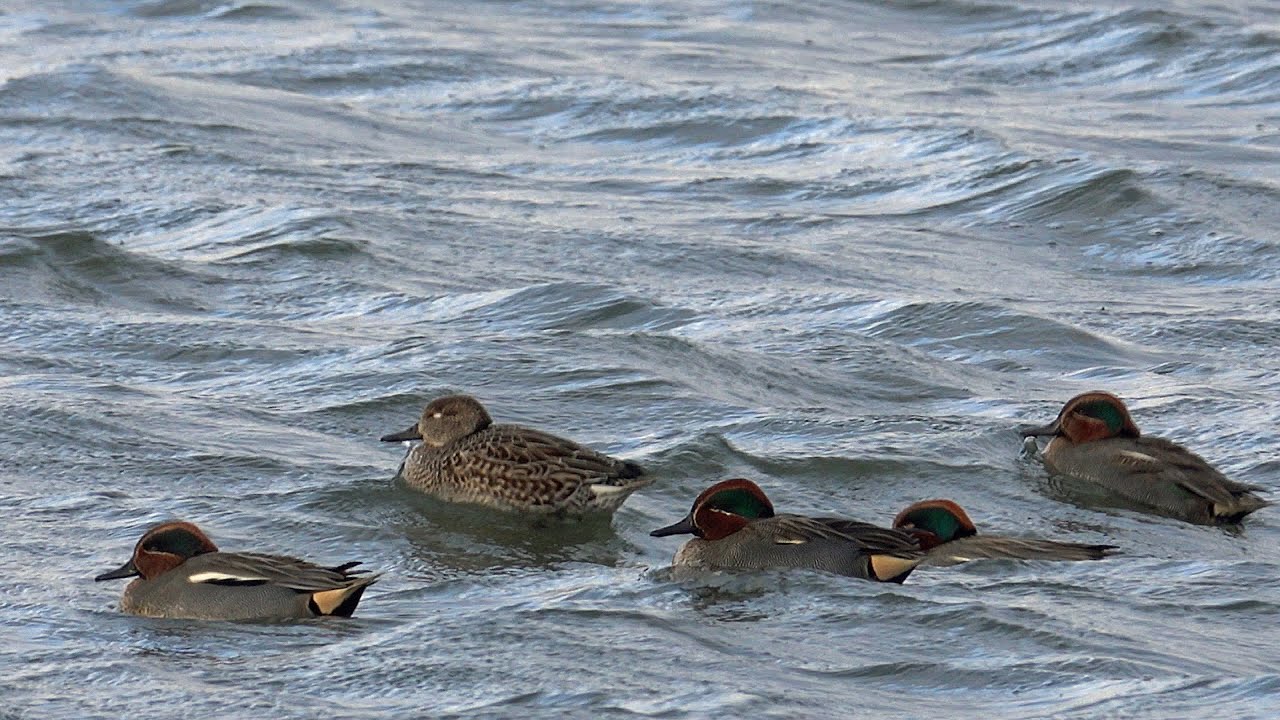 Vogels spotten, natuurgebied De Kuifeend, Haven van Antwerpen, Natuurpunt