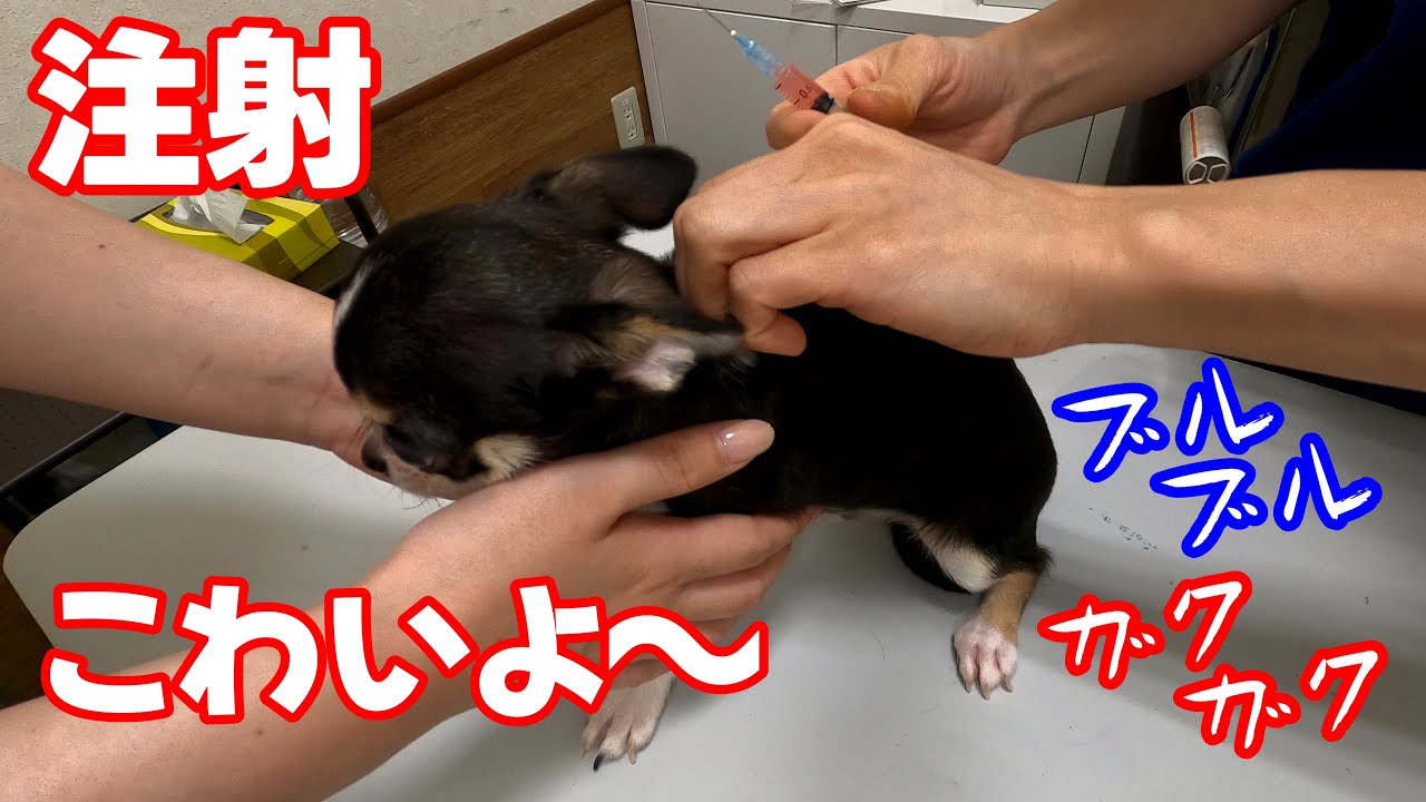 【チワワ の くう】🎥 初めての病院！ビビリなチワワが注射に挑戦💉🐶