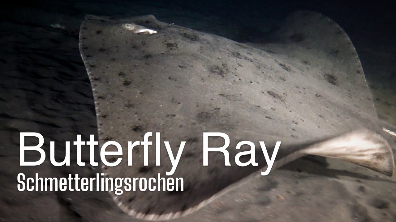 Butterfly Ray at Playa San Juan, Tenerife