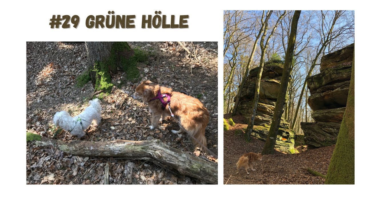 #29 Wanderung durch die Grüne Hölle in Bollendorf