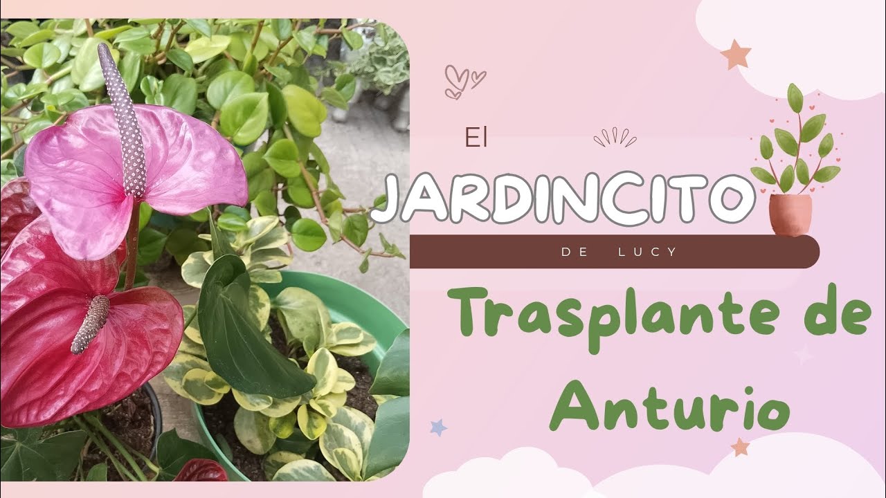 🌱Trasplantando mi Anturio 🪴#plantas #antúrio #trasplantes 