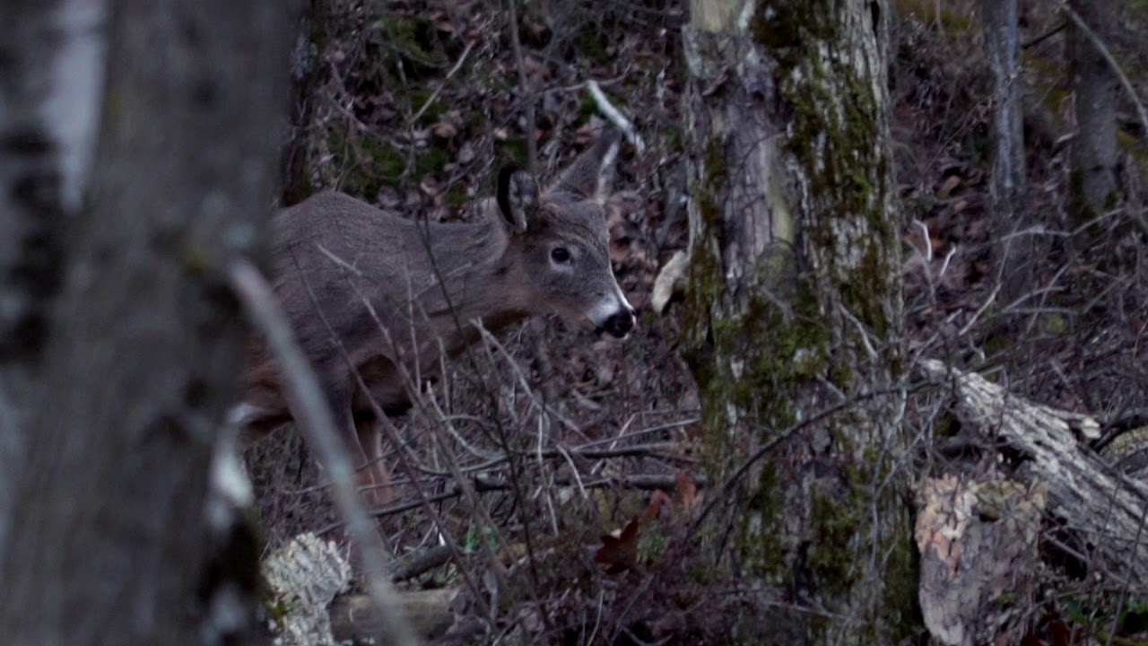 How To Hide In A Treestand While Deer Hunting