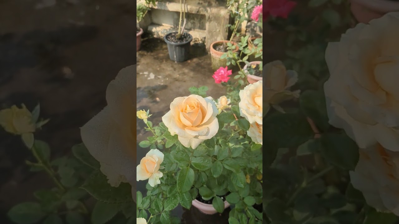 Peach Avalanche Rose Plant #shorts