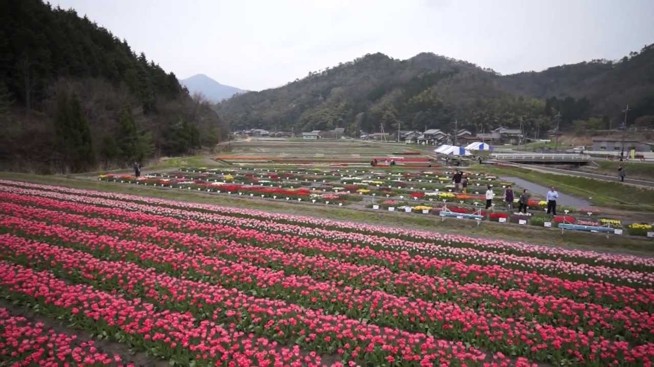空撮：たんとうチューリップまつり準備編