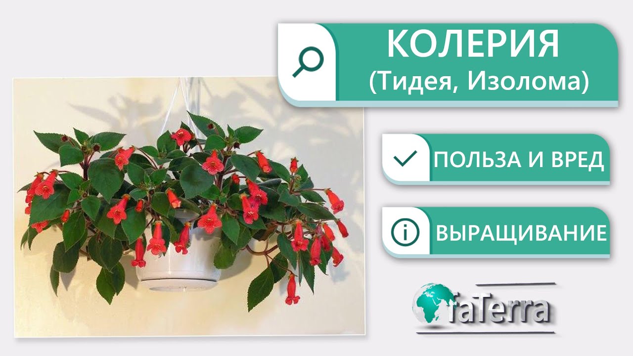 Колерия уход в домашних условиях. Можно ли дома держать это растение?