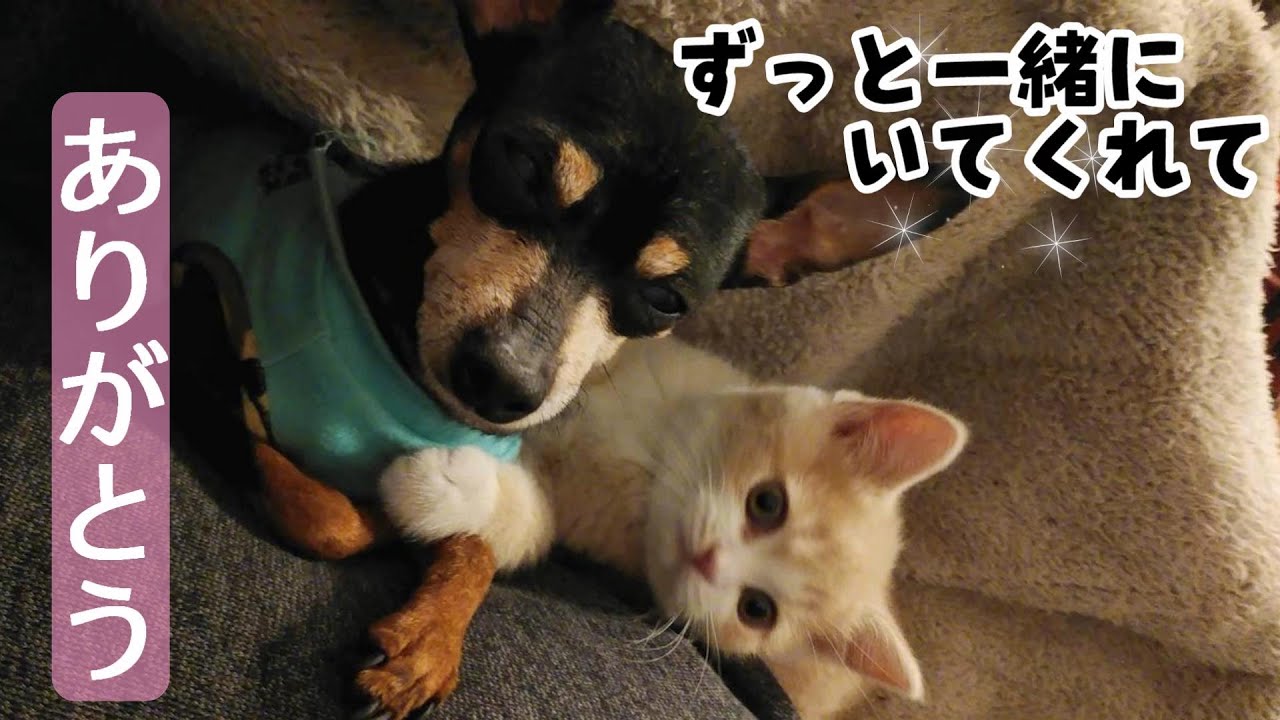 虹の橋を渡ってしまった愛犬バンビが残してくれた大切なもの　