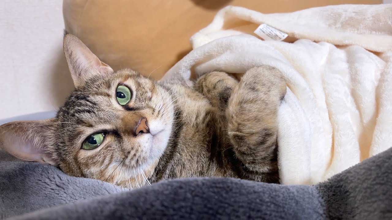 ワンと鳴いたり人間のように寝たりとうちの猫たちは個性的すぎます