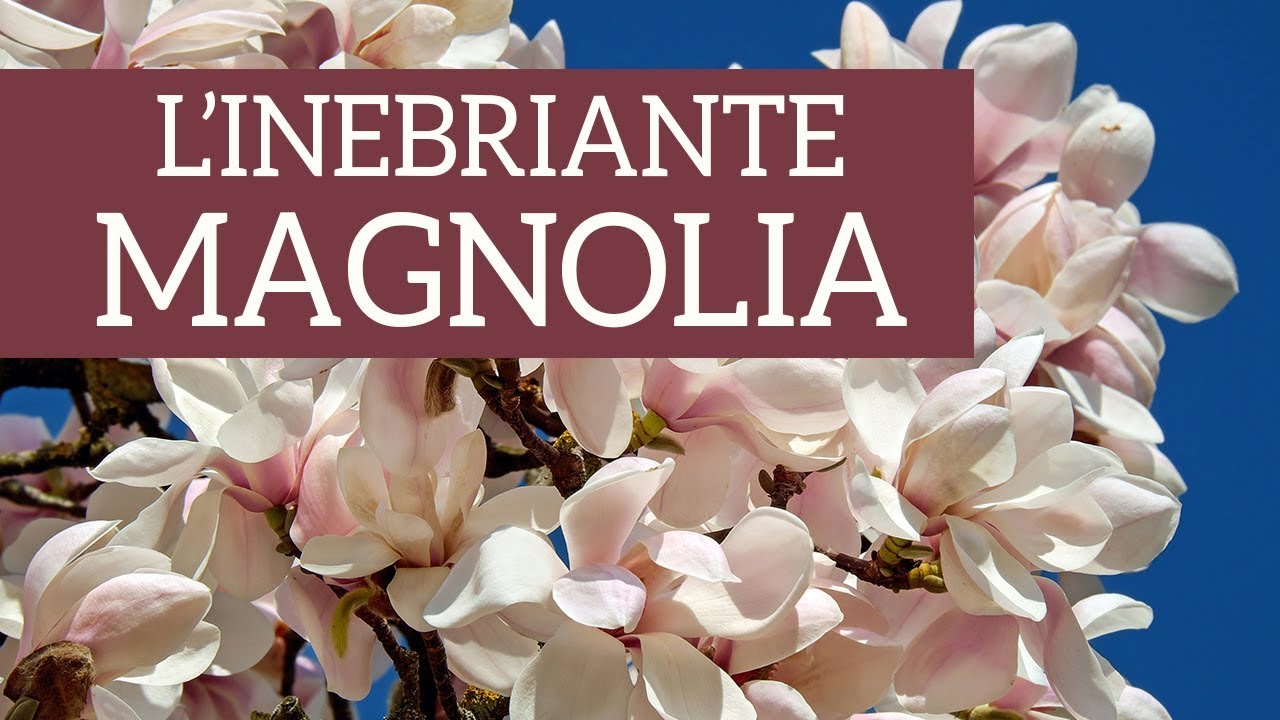 L'inebriante Magnolia