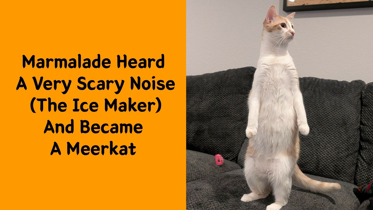 50 Gloriously Derpy Animals Who Are Impossible Not To Love