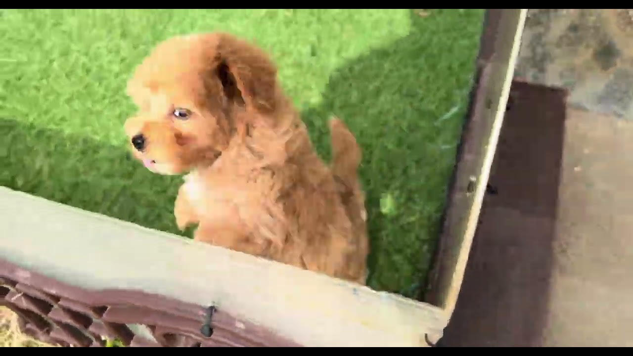 🐶