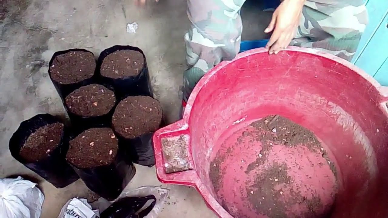Preparando sustrato para plantar mis PITAHAYAS en mi jardín a ver que pasa, cosechare algún día.