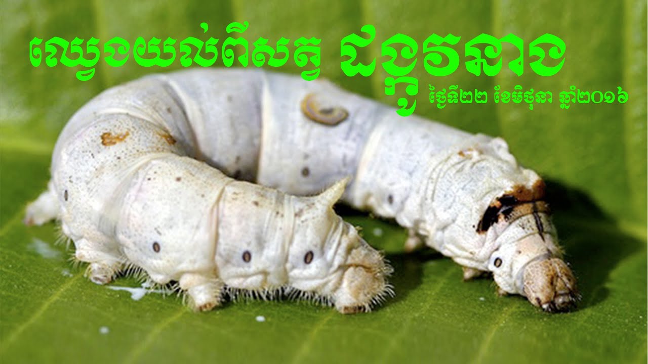 20160622 - ឈ្វេងយល់ពីសត្វដង្កូវនាង