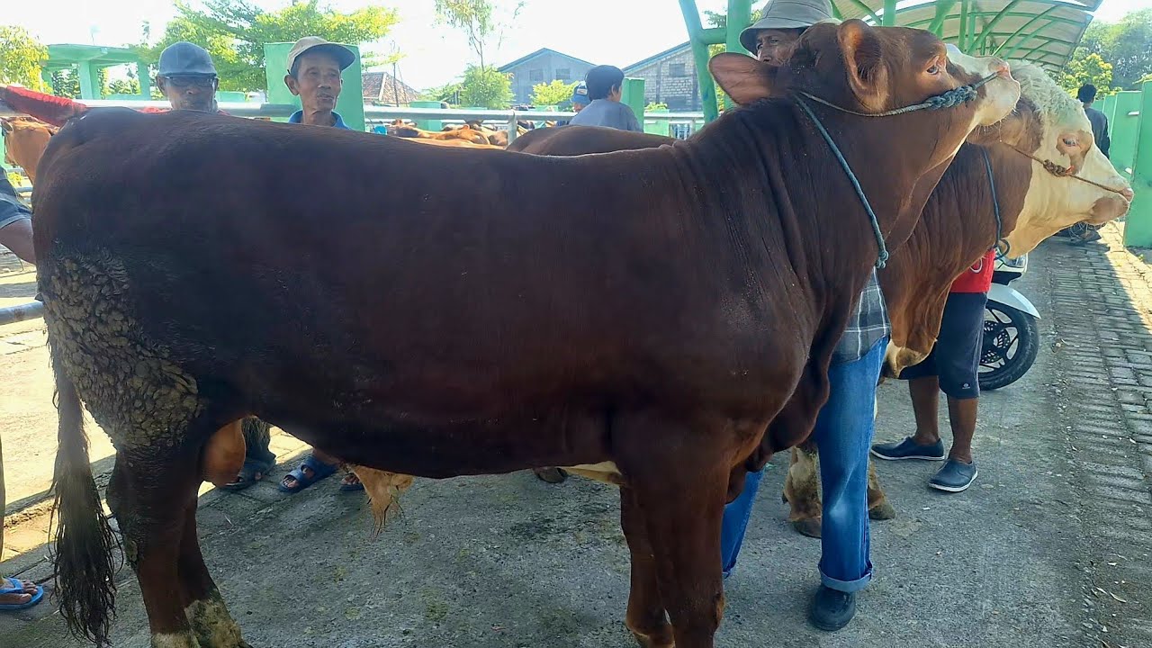 17500‼️ BAKALAN SUPER CALON 1 TON || Pasar Sepi Banyak Superan Harga Murah || Pasar Bojonegoro