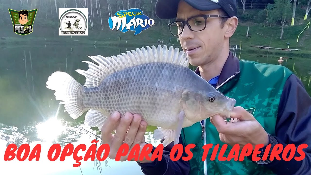 #261 - FUI CONHECER O PESQUEIRO BARREIRO VELHO, MUITO BOM PARA OS TILAPEIROS