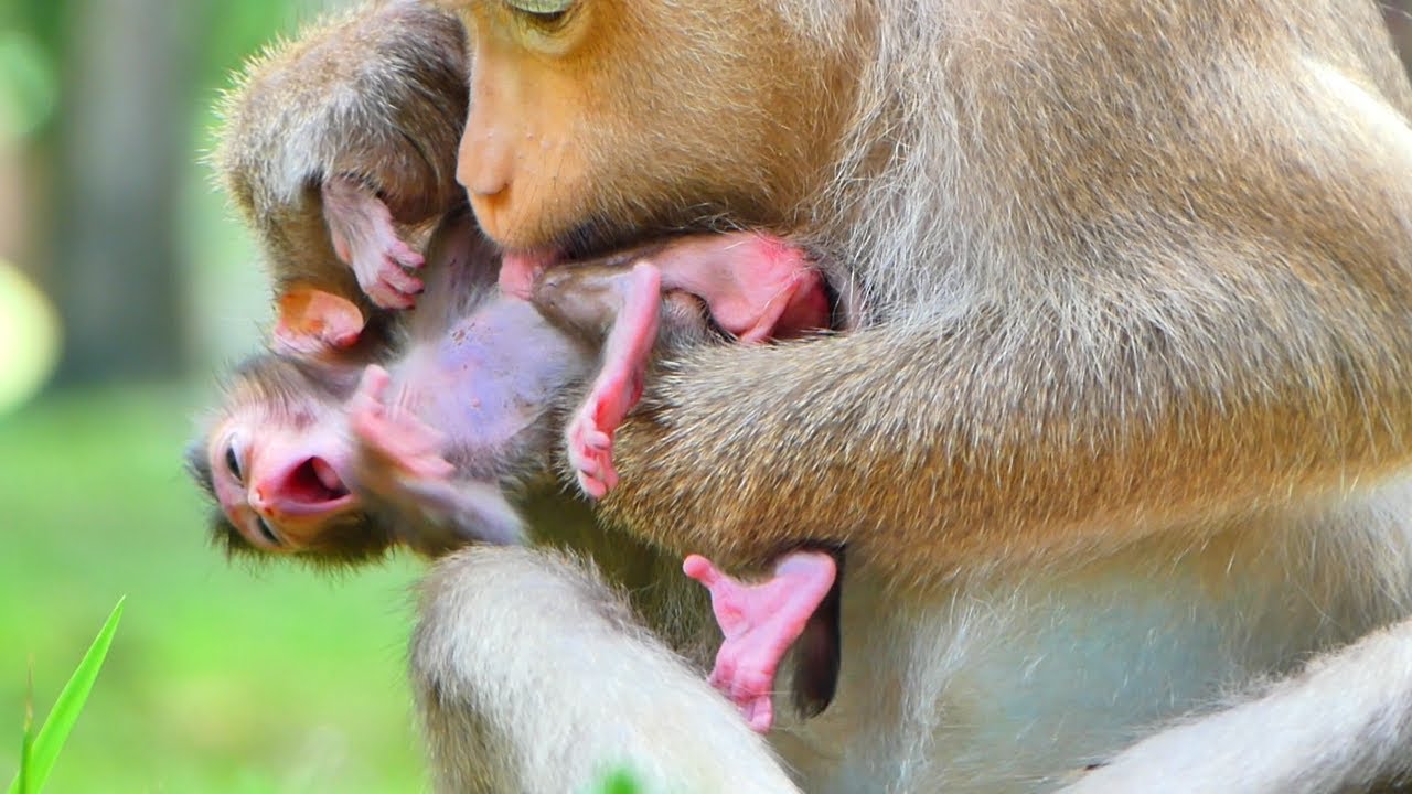 OMG ! MUMMY  ROSE MAKE LOVELY  TO BABY RAINBOW ,BABY SO EXITED FOR MOM SUCKING HER