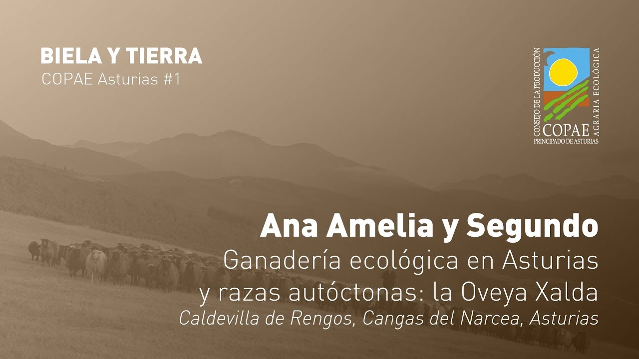 Ganadería ecológica en Asturias y razas autóctonas: la Oveya Xalda