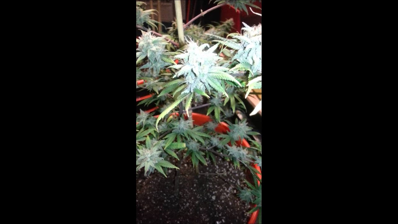 Alien Dawg and ice harvest wk8