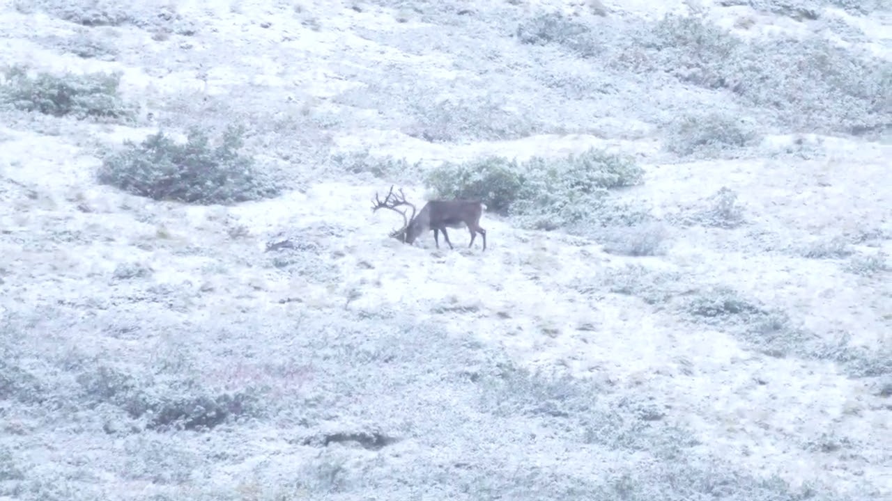 Caribou in the snow, Denali Park, on Sable Pass