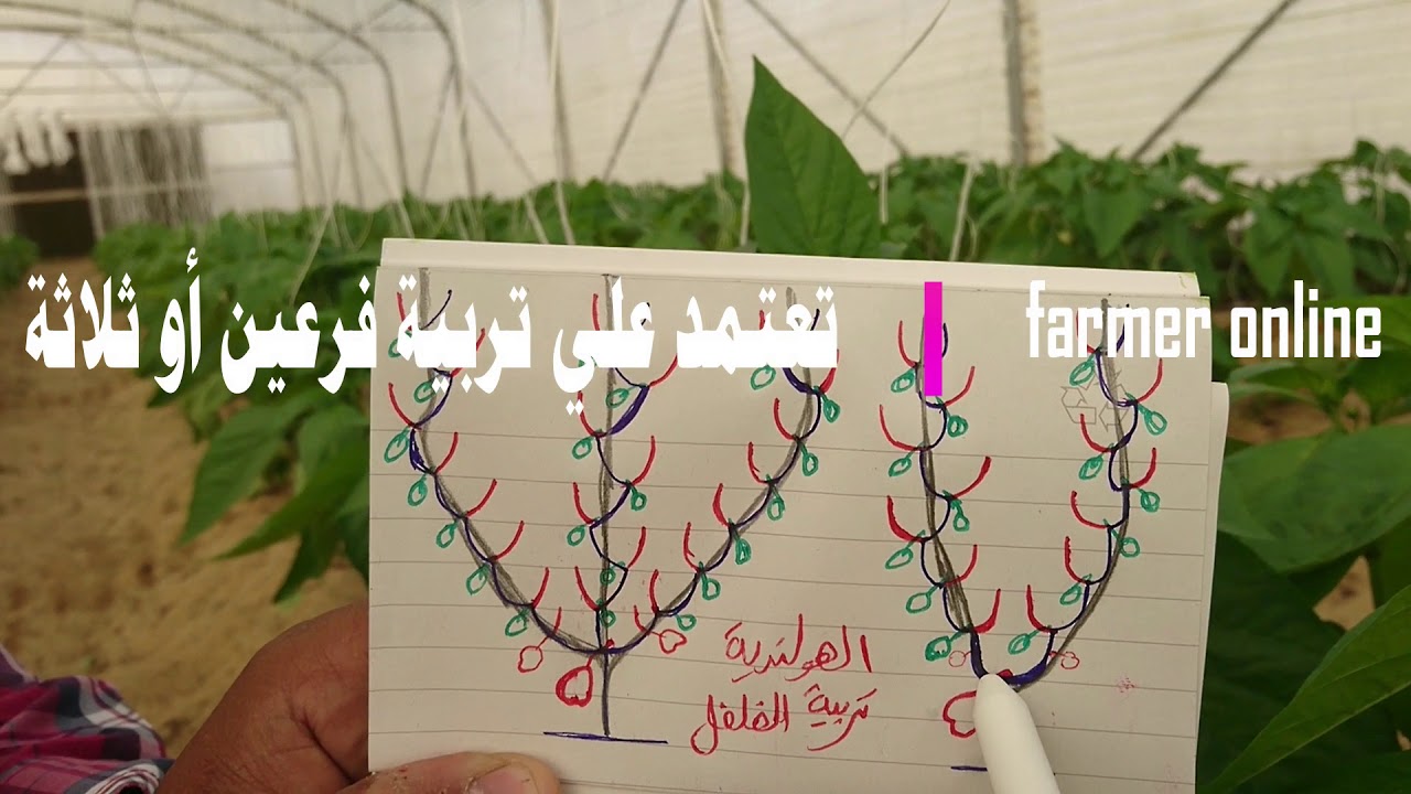 تربية وتقليم الفلفل بالطريقة الهولندية
