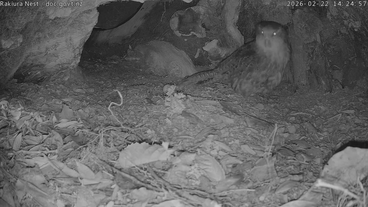Rakiura nest day time egg check - 22 February