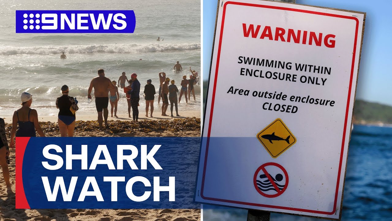 Shark mitigation focus turns to Sydney Harbour | 9 News Australia