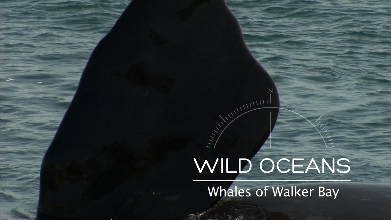 Whale Nursery