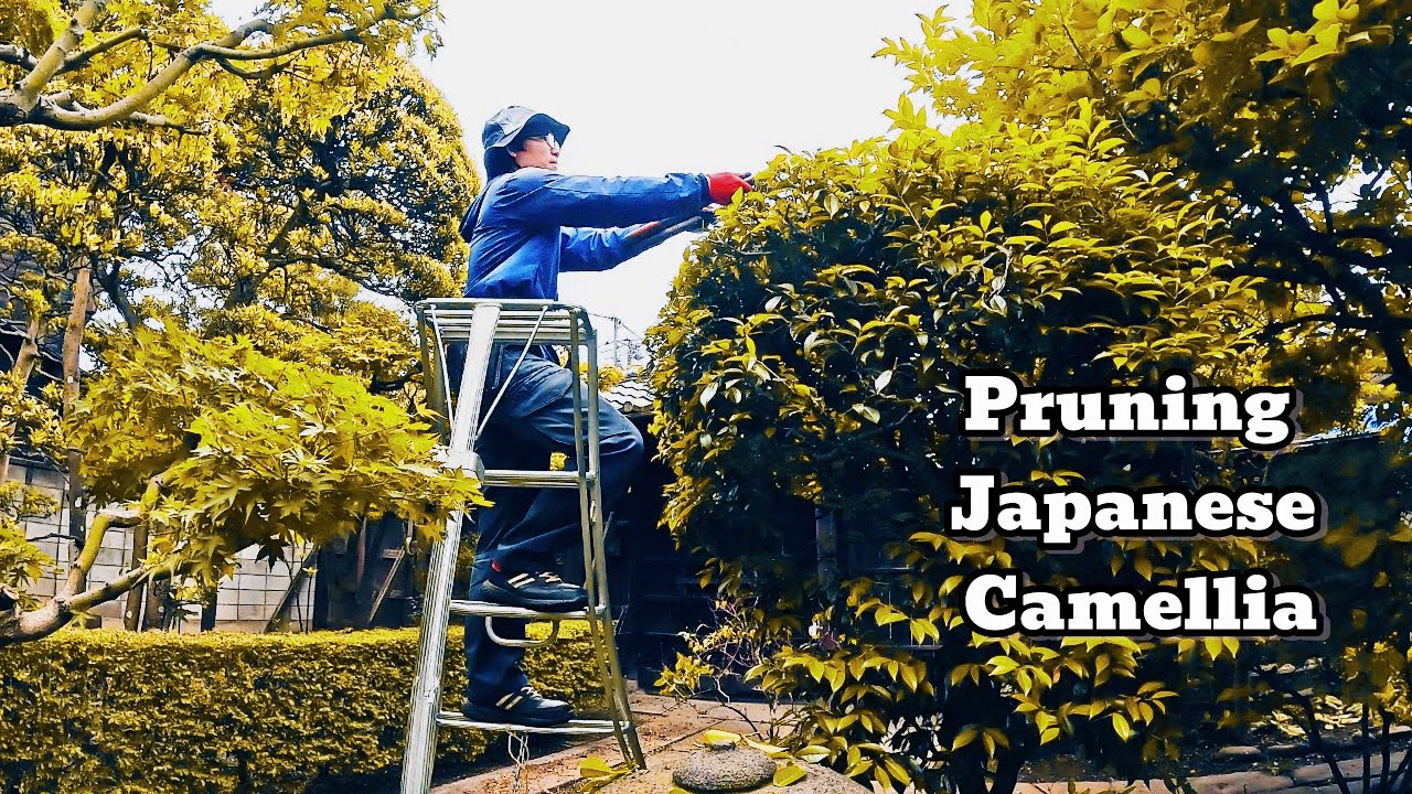 How to prune camellia plants