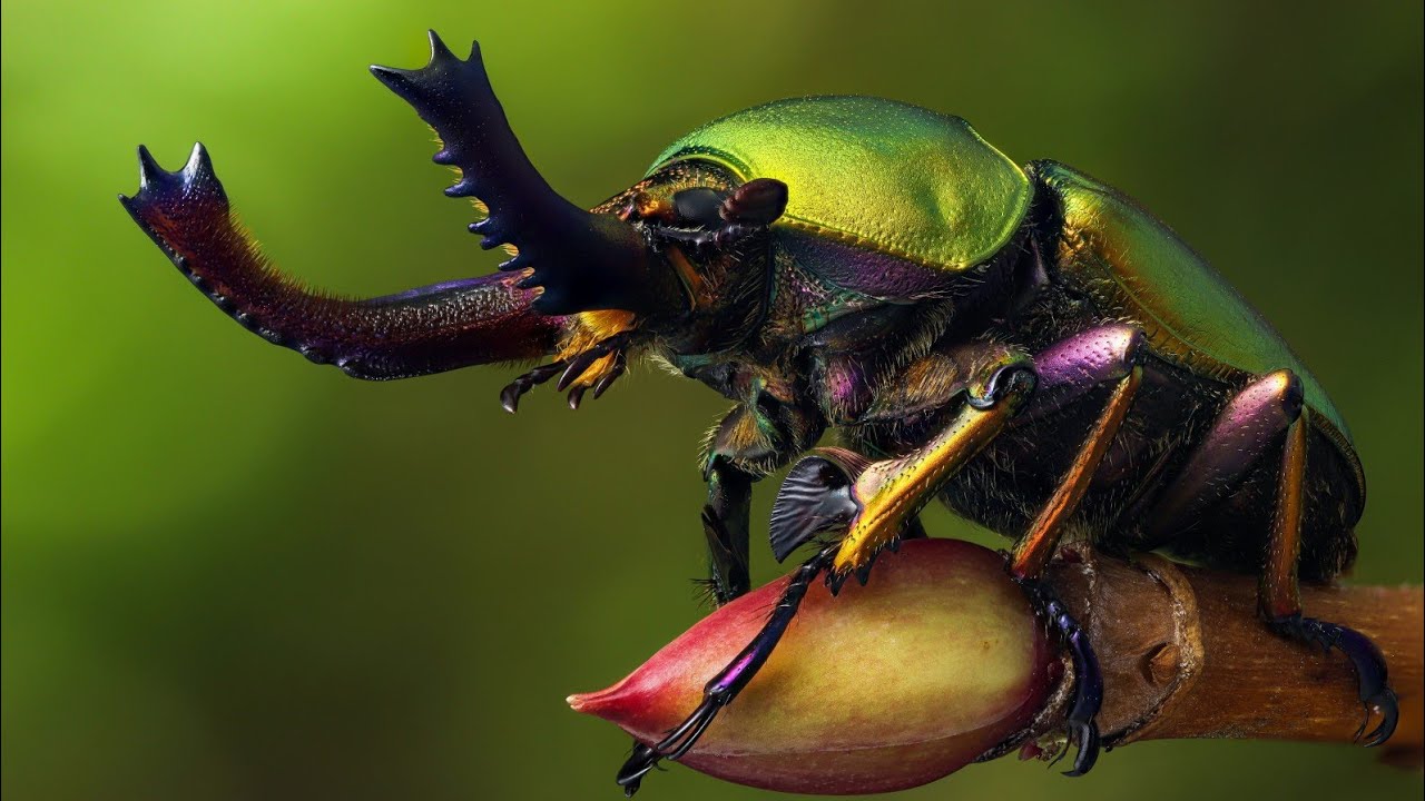 Les Insectes | Des Cr&eacute;atures Fascinantes | Documentaire.
