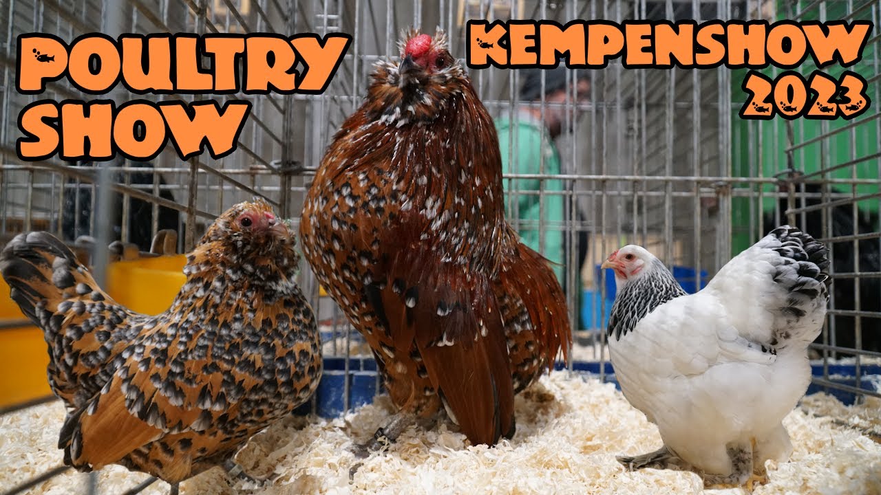 Poultry show: Kempenshow 2023