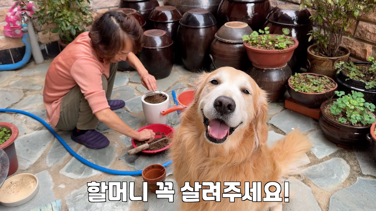 뭐든지 다시 살려내는 할머니를 리트리버가 급하게 찾아간 이유 ㅋㅋㅋ