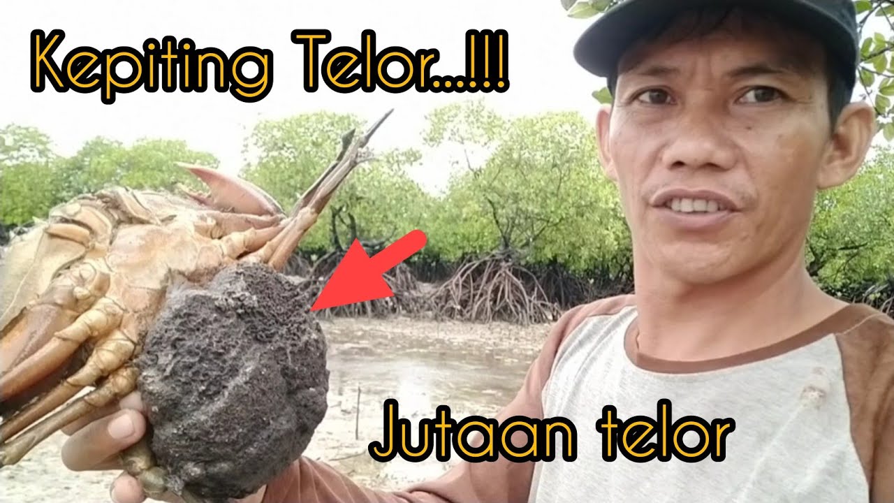 Berburu kepiting bakau | dan melepas kepiting bertelur.
