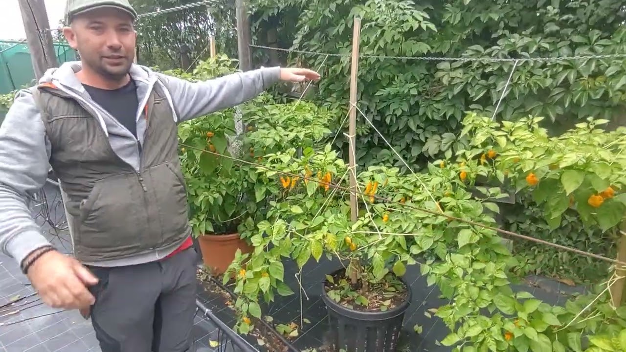 A Chili metszése