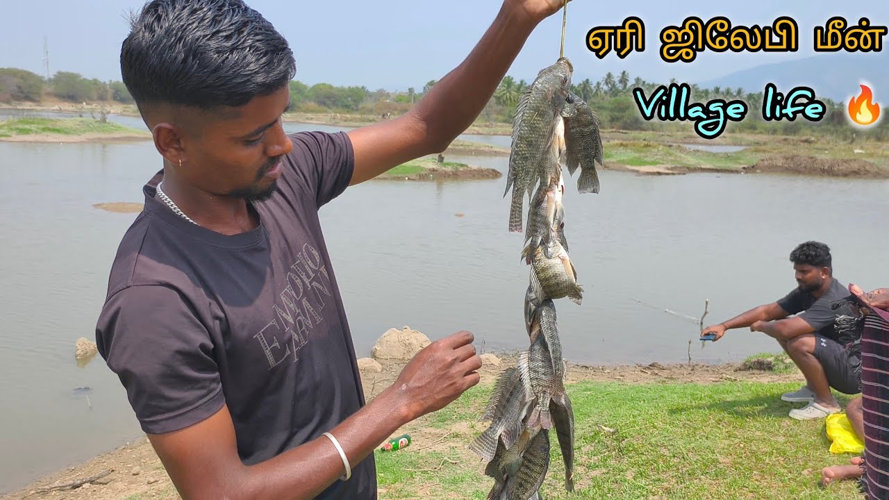 ஏரியின் அழகிய சூழலில், ஜிலேபி மீன்களை பிடிக்கும் சிறப்பான காட்சியை இந்த வீடியோவில் பார்க்கலாம் #fish