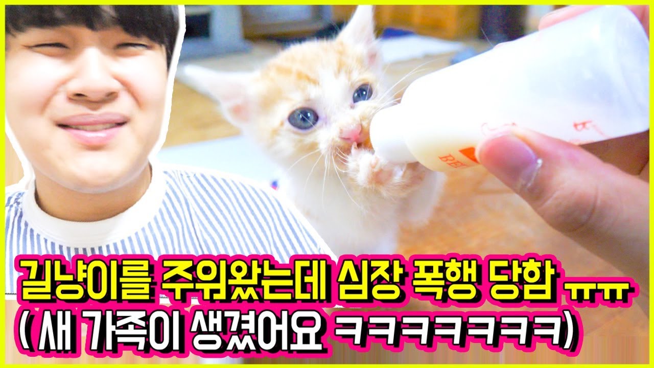 새식구 아기고양이 꽁냥이를 소개합니다! 심장 멈출뻔 ㅠㅠㅠㅠㅠㅠ [ 아기 고양이 꽁냥이 ] 공대생 변승주