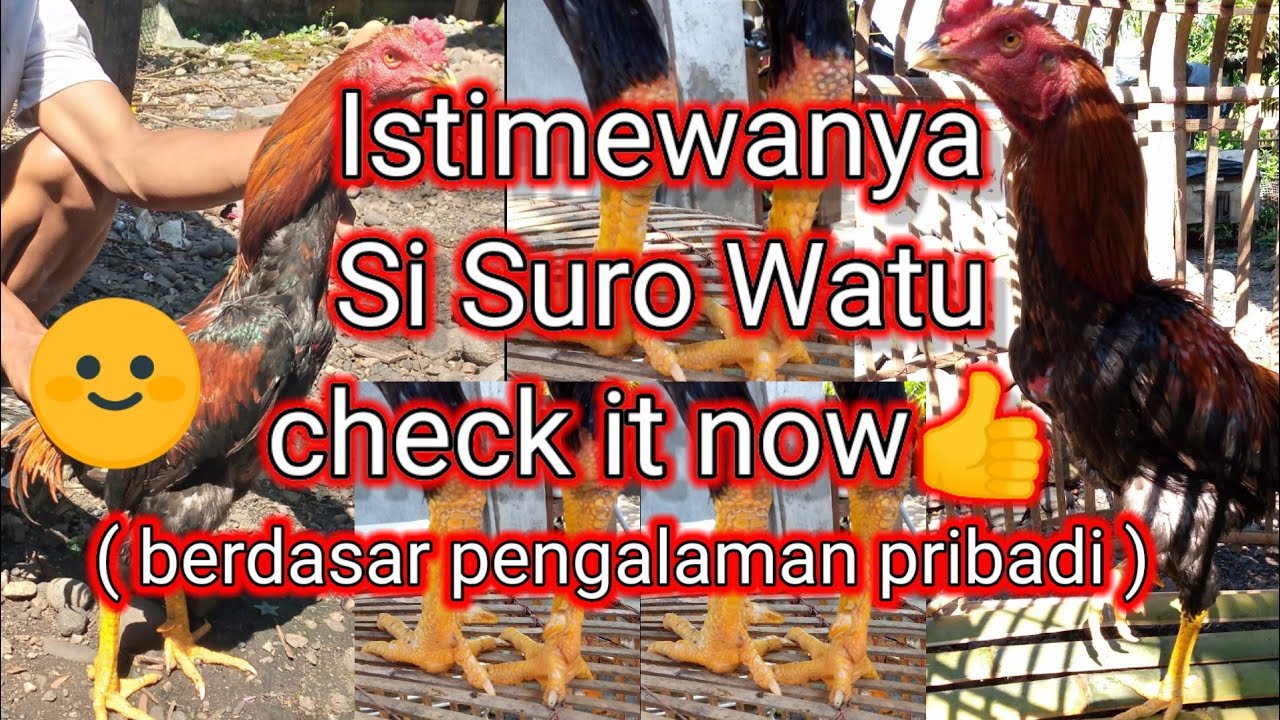 keistimewaan ayam Bangkok katuranggan suro watu.tonton sampai habis🙏-Kings Rooster