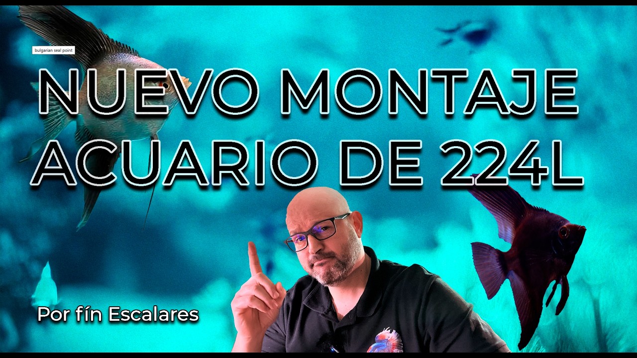 El Nuevo acuario para Escalar de 224 Litros &iexcl;Es una Revoluci&oacute;n! 🐟