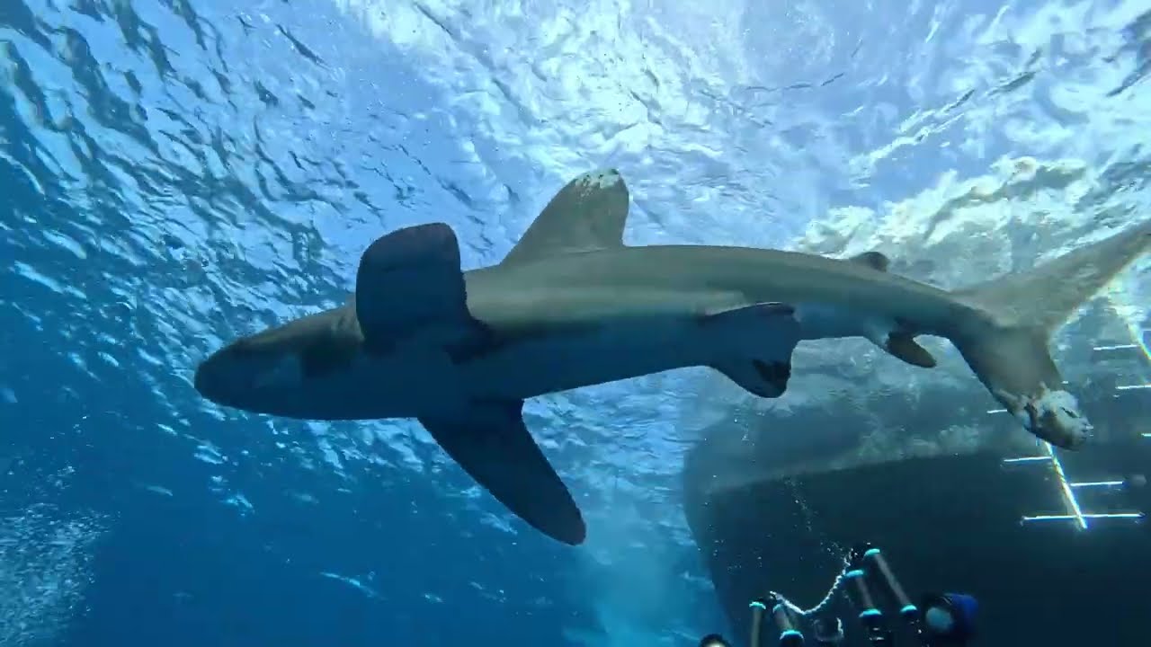 BDE   Looking for Longimanus Shark