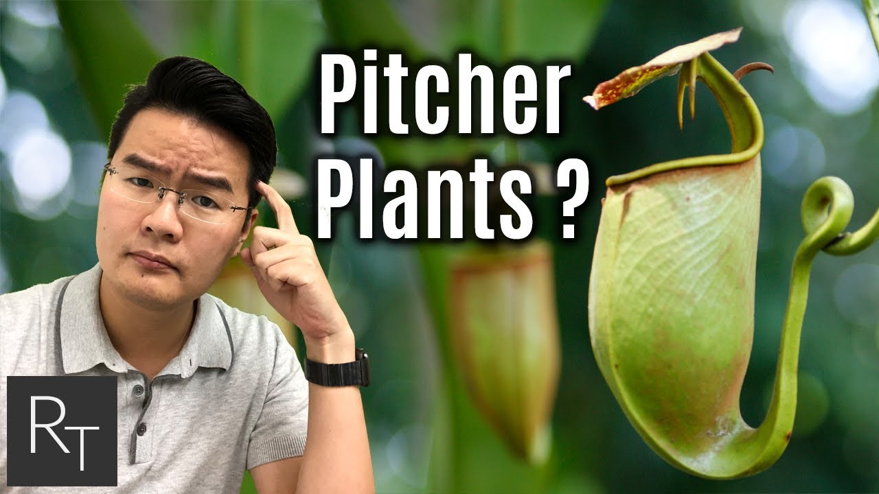 How To Grow Tropical Pitcher Plants At Home