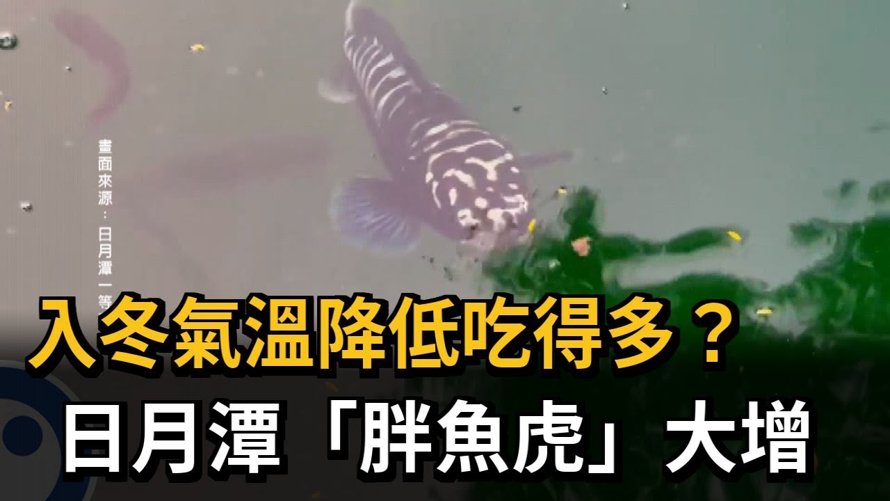 入冬氣溫降低吃得多？日月潭「胖魚虎」大增－民視新聞