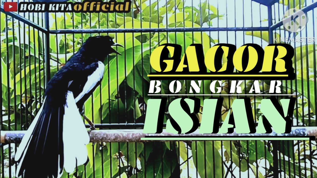 KACER GACOR BONGKAR isian MEWAH cocok buat pancingan KACER MALAS BUNYI  LANGSUNG IKUT BONGKAR .!!!