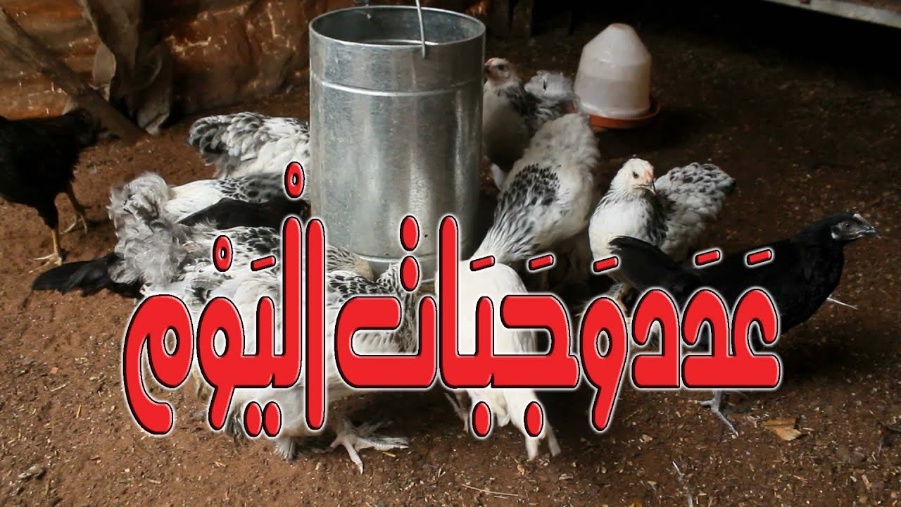 تربية الدجاج البياض - كم هي عدد وجبات اليوم التي أقدمها للدجاج