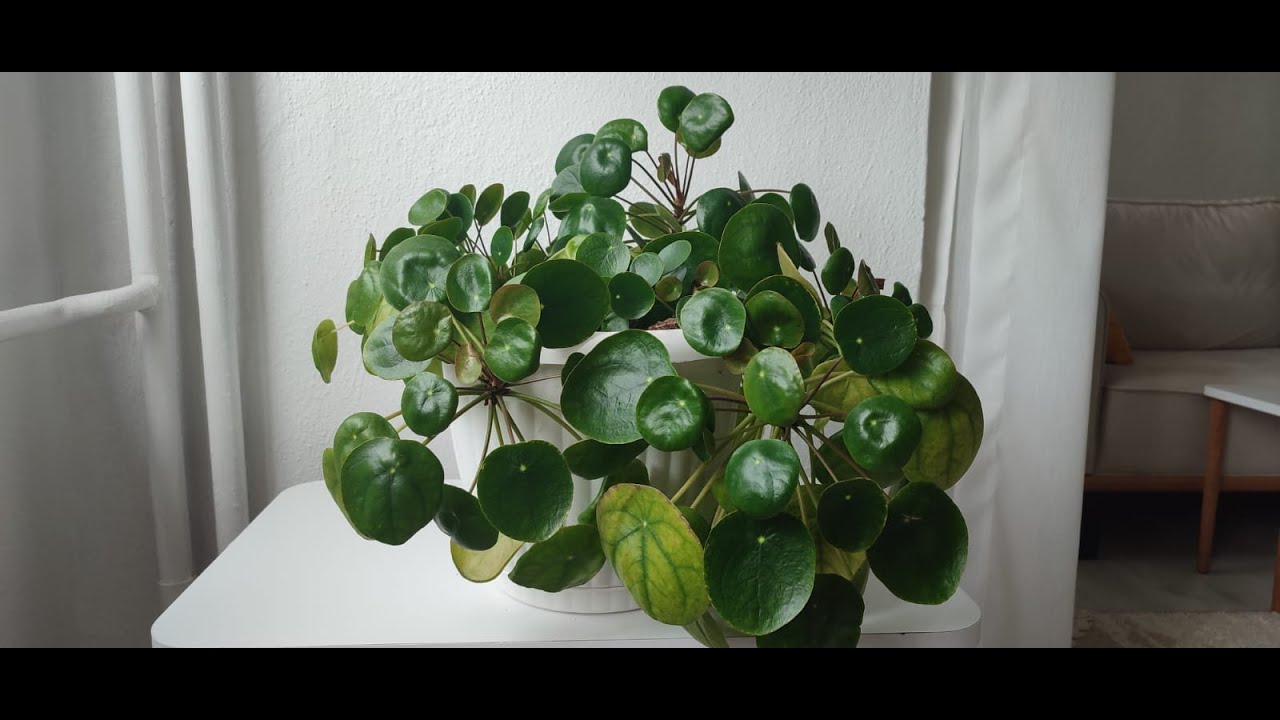 Pilea (Para Ağacı) Bakımı Çoğaltılması ve Yaprak Problemleri