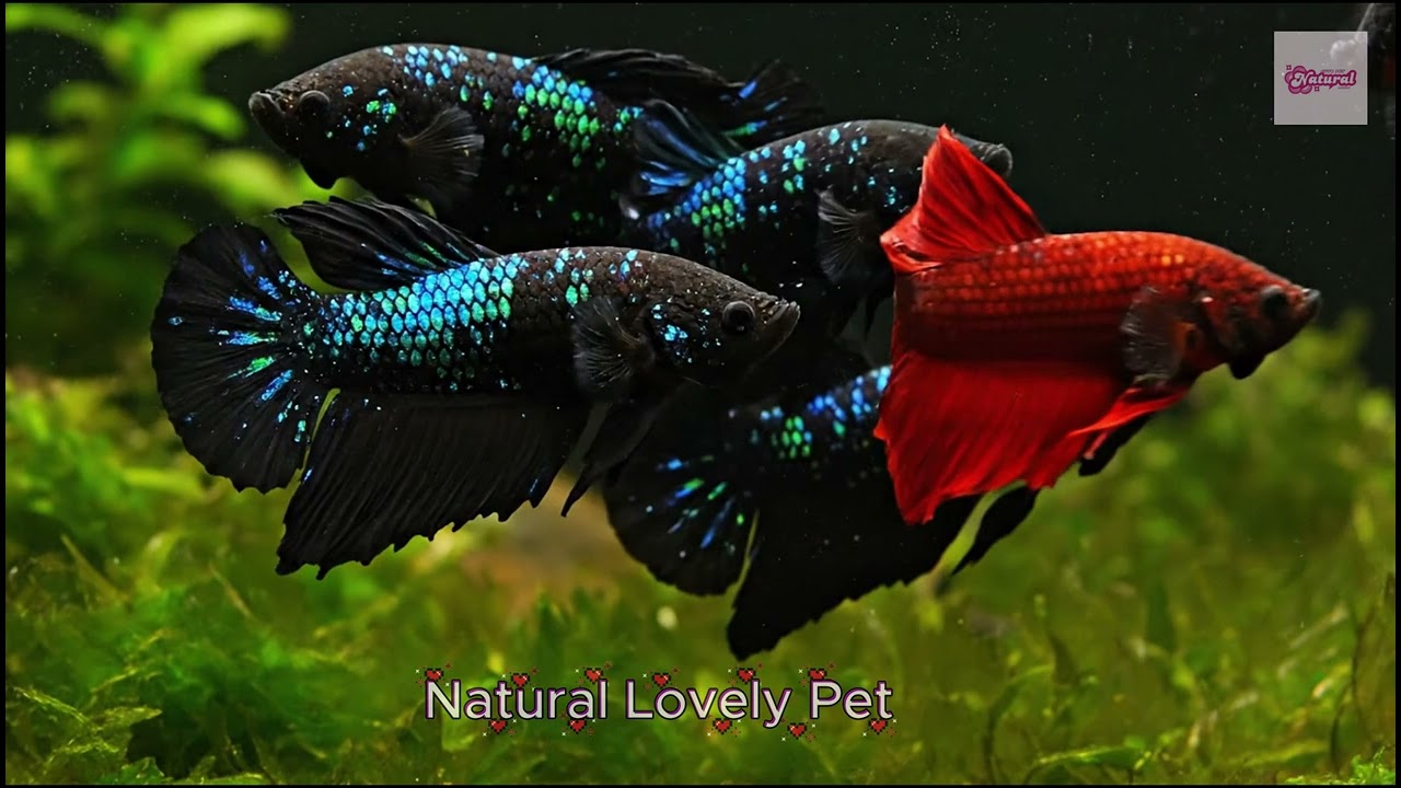 Rare Fire Galaxy Color Morph🔥Stunning Betta Fish #FireGalaxy #ColorMorph #RareBettaFish #GalaxyBetta