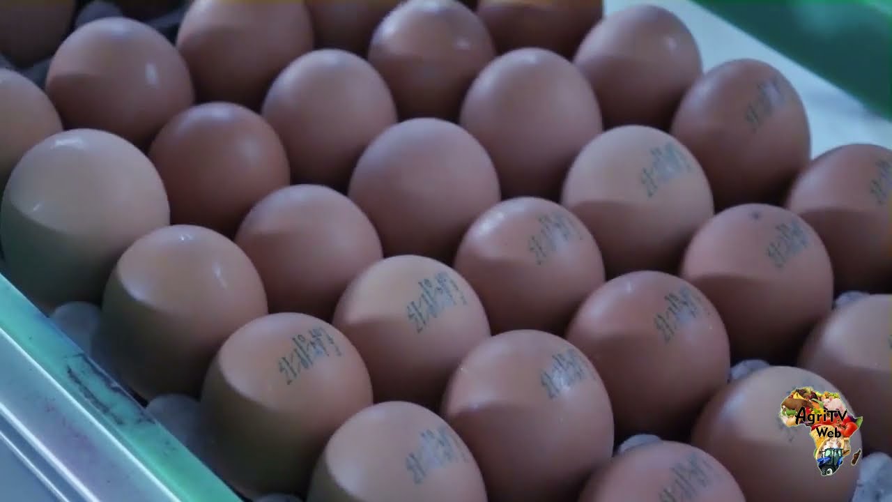 Comment transformer les oeufs (jaune, blanc et coquille) en poudre
