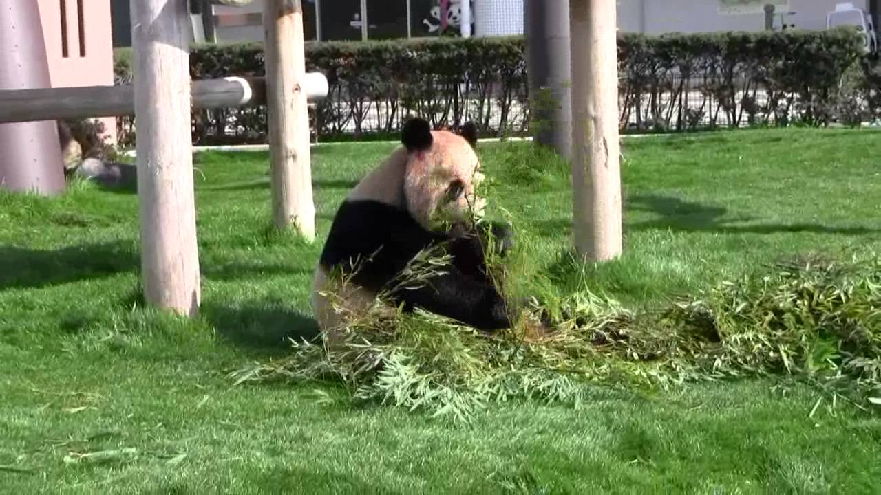 Rauhin of 2012 March at Wakayama, Japan #1