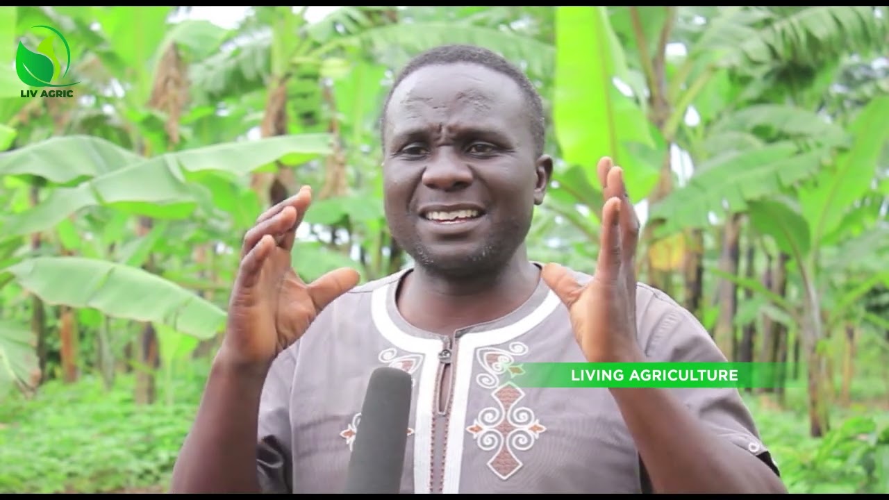 Yiga Engeri Gy'oyinza Okuzaawo Olusuku N'ofuna Kiralu Ne MR.MUWANGA DISAN Okuva E Buddu Part 1