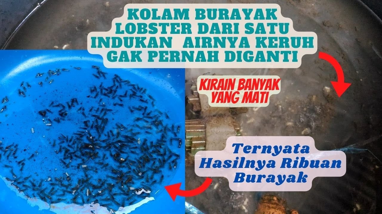 SATU INDUKAN LOBSTER AIR TAWAR BISA HASILKAN RIBUAN. BURAYAK LOBSTER