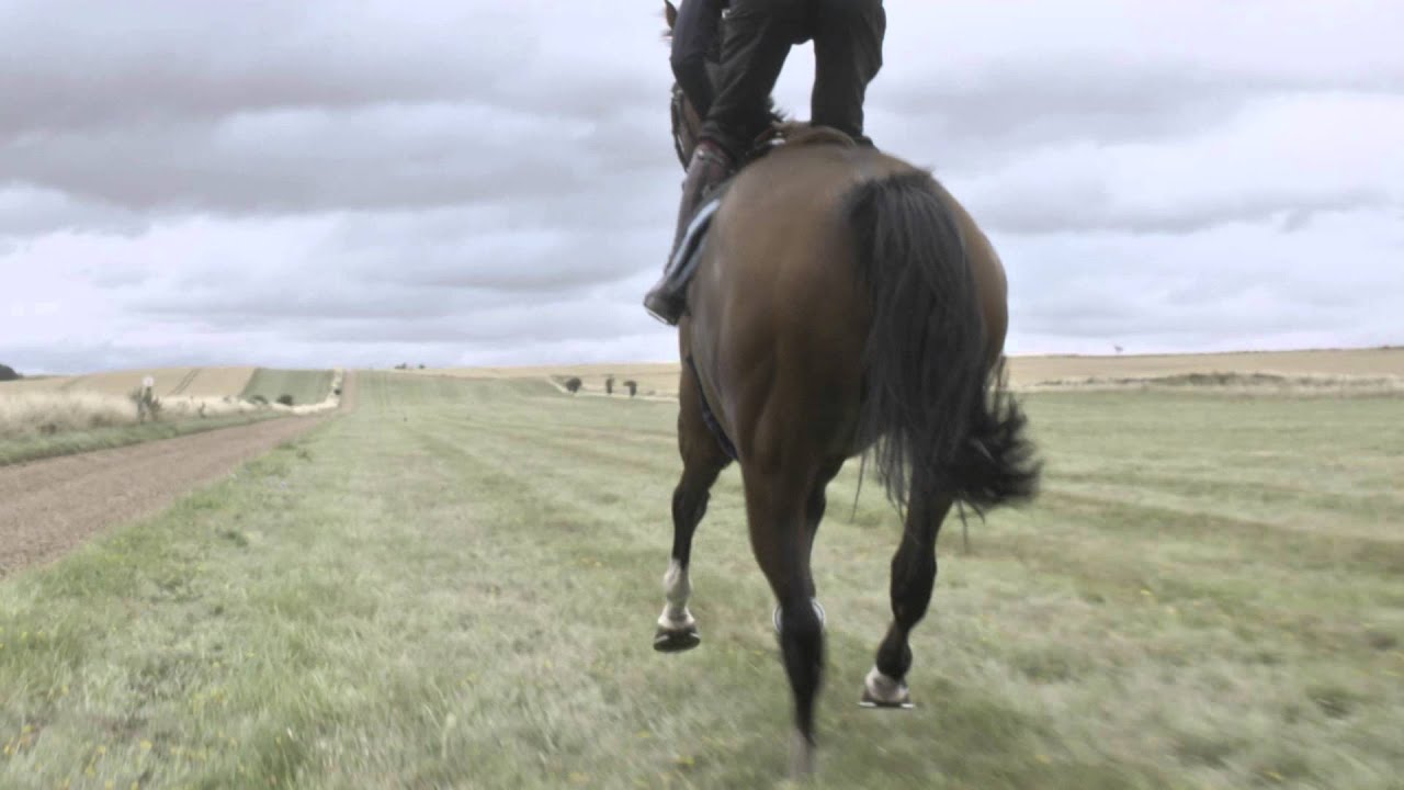 The Original Horsepower