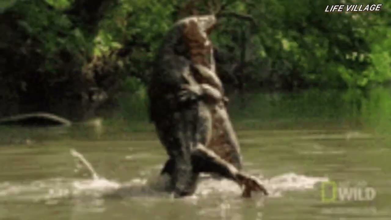 Our Village animals video #monkey and #birds video beautiful view #Life Village